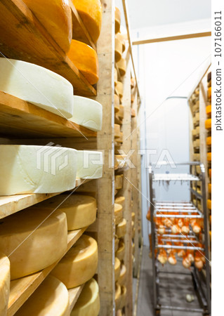 Round cheese heads in the cheese factory lie on the shelves of the racks in the storage for maturation. Production of natural cheese, food warehouse Round cheese heads in the cheese factory lie on the shelves of the racks in the storage for maturation. Production of natural cheese, food warehouse 107166011