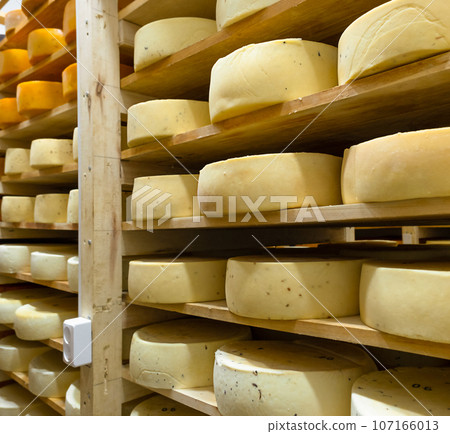 Round cheese heads in the cheese factory lie on the shelves of the racks in the storage for maturation. Production of natural cheese, food warehouse Round cheese heads in the cheese factory lie on the shelves of the racks in the storage for maturation. Production of natural cheese, food warehouse 107166013