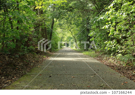 straight road in the forest straight road in the forest 107166244