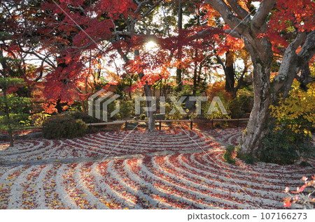 Autumn leaves in the garden of Yokozan Gassanji Temple, Sakuragawa City, Ibaraki reflected in the setting sun 107166273
