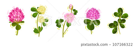 Clover or Trefoil with Dense Spike of Purple Flower and Trifoliate Leaves Vector Set Clover or Trefoil with Dense Spike of Purple Flower and Trifoliate Leaves Vector Set 107166322