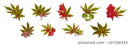 Castor Plant with Green Palmate Leaves and Red Fruit Vector Set Castor Plant with Green Palmate Leaves and Red Fruit Vector Set 107166385