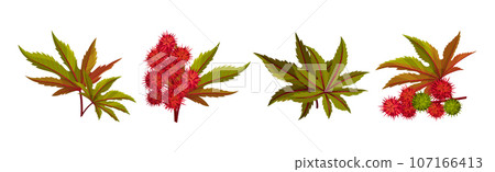 Castor Plant with Green Palmate Leaves and Red Fruit Vector Set Castor Plant with Green Palmate Leaves and Red Fruit Vector Set 107166413