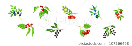 Berry Twig and Branch with Leafy Stem and Hanging Fruit Vector Set Berry Twig and Branch with Leafy Stem and Hanging Fruit Vector Set 107166438