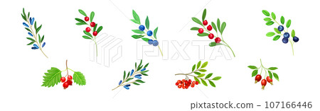 Berry Twig and Branch with Leafy Stem and Hanging Fruit Vector Set Berry Twig and Branch with Leafy Stem and Hanging Fruit Vector Set 107166446