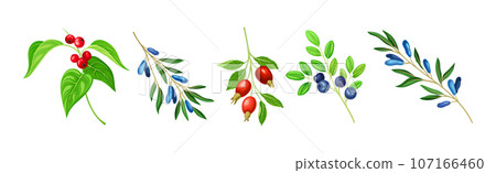 Berry Twig and Branch with Leafy Stem and Hanging Fruit Vector Set 107166460