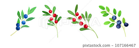 Berry Twig and Branch with Leafy Stem and Hanging Fruit Vector Set Berry Twig and Branch with Leafy Stem and Hanging Fruit Vector Set 107166467