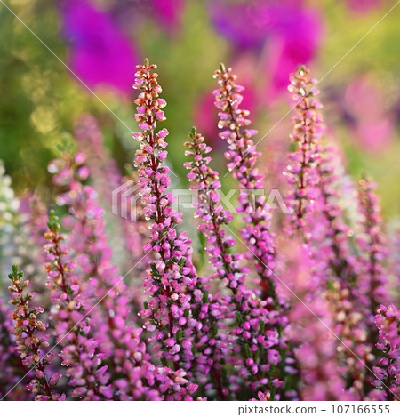Beautifully flowering ornamental pink and white plant - flower. 107166555
