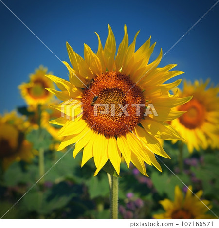 Sunflower - beautiful yellow flowers with blue sky. Nature colorful background and concept for summer. 107166571