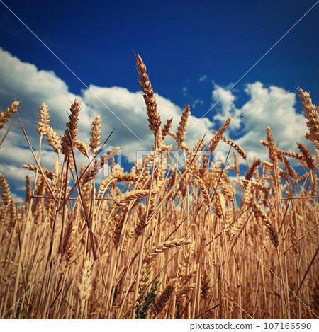 A ripe field of grain ready for harvest and reaping. Beautiful summer natural background in the Czech Republic. 107166590