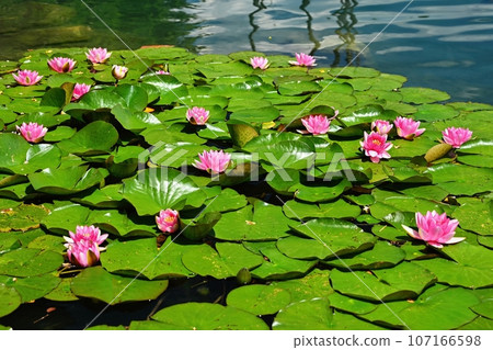 Beautiful blooming water lily plant. Colorful nature background for massage, spa and relaxation. Beautiful blooming water lily plant. Colorful nature background for massage, spa and relaxation. 107166598