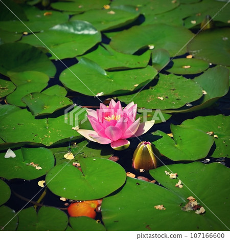 Beautiful blooming water lily plant. Colorful nature background for massage, spa and relaxation. Beautiful blooming water lily plant. Colorful nature background for massage, spa and relaxation. 107166600