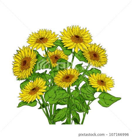 向日葵插圖素材 107166996