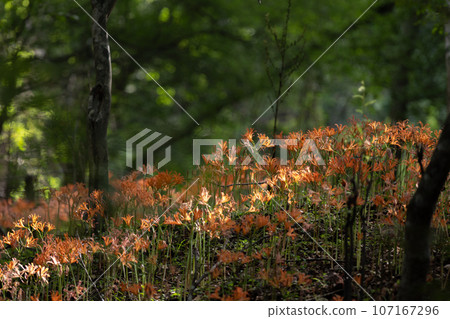 狐狸剃須刀棲息地 愛知縣豐田市 107167296