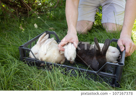 Man putting rabbits in the basket. Ferm animals. 107167378