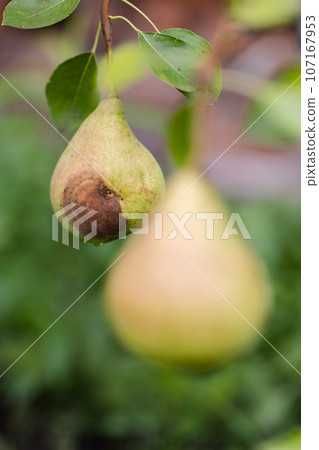 Rotten pear on the tree in the garden. Selective focus. Rotten pear on the tree in the garden. Selective focus. 107167953