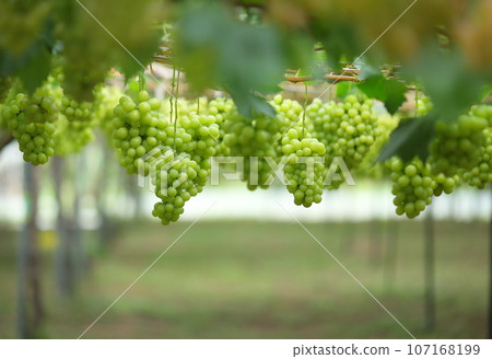 被證明是水果的Shine Muscat 107168199