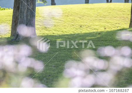 公園裡的草地,波光粼粼的季節 公園裡的草地,波光粼粼的季節 107168287