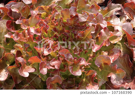 Close up of fresh red lettuce plant growing in a vegetable garden, superfood for health care with high fiber. 107168390