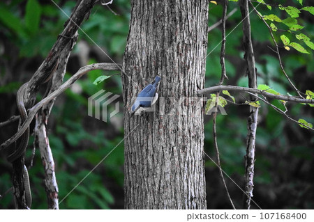 A nuthatch I met in the forest 107168400