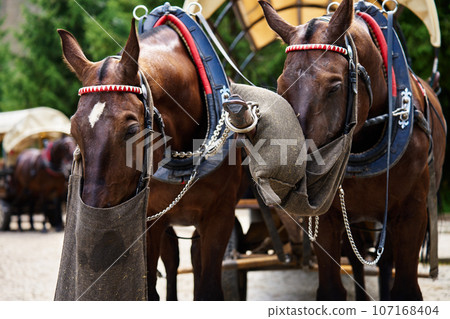 Horse harness with cart in mountain forest. Traditional transport for tourists in Morskie Oko, Poland. Harnessed horses eat food from bags 107168404