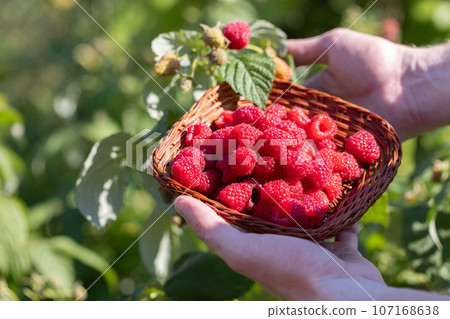 Man hands picking raspberries into a small wicker bowl. Harvesting concept. 107168638