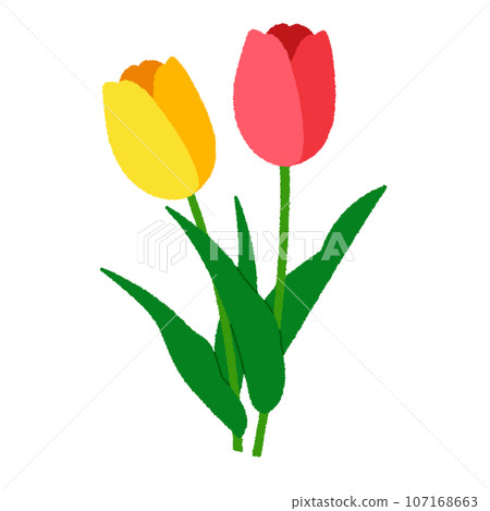 Tulip illustration 107168663