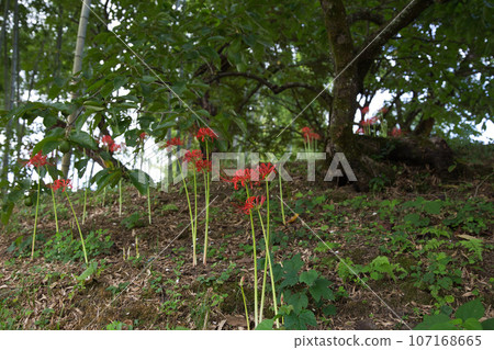 red spider lily 107168665