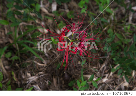 紅蜘蛛百合 107168673