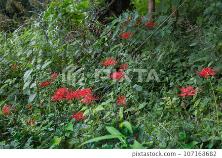 紅蜘蛛百合 107168682
