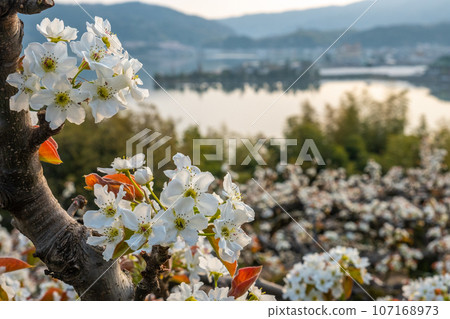 20th Century Pear Flower (Yurihama Town, Tottori Prefecture) 20th Century Pear Flower (Yurihama Town, Tottori Prefecture) 107168973