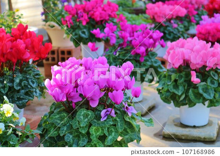 Brightly blooming cyclamen flowers 107168986