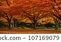 AI image of trees in the park turning red and yellow in autumn 107169079