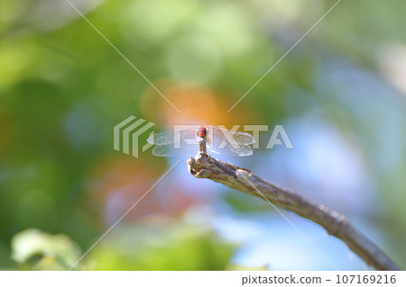 停止在分支的紅色蜻蜓 停止在分支的紅色蜻蜓 107169216