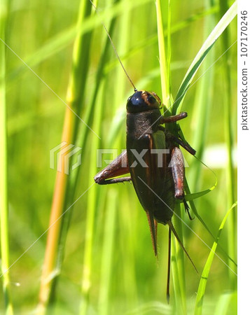 恩瑪蟋蟀緊貼著荊棘草的莖 恩瑪蟋蟀緊貼著荊棘草的莖 107170246