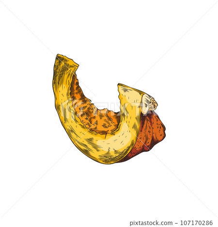 Pumpkin piece hand drawn isolated vector illustration. Pumpkin piece hand drawn isolated vector illustration. 107170286