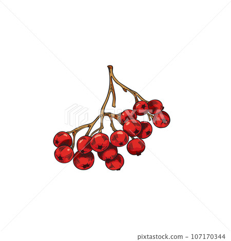 Branch of rowan berries, vector illustration in sketch style on white. Branch of rowan berries, vector illustration in sketch style on white. 107170344