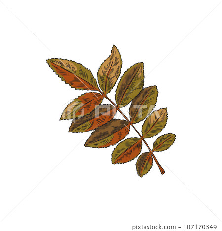 Rowan tree leaves colorful hand drawn vector illustration. Rowan tree leaves colorful hand drawn vector illustration. 107170349