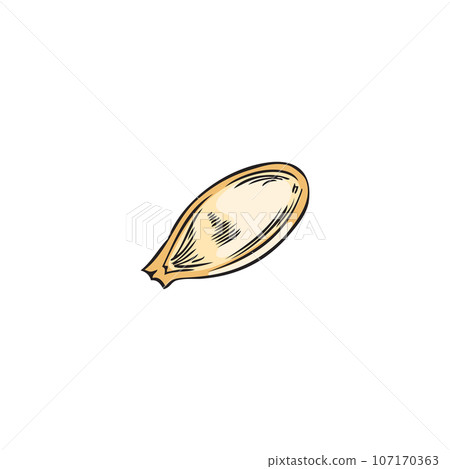 Pumpkin seed, vector illustration isolated on white background. 107170363