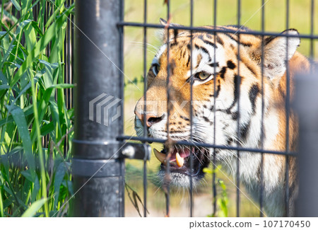 Amour tiger behind fences, living in captivity Amour tiger behind fences, living in captivity 107170450