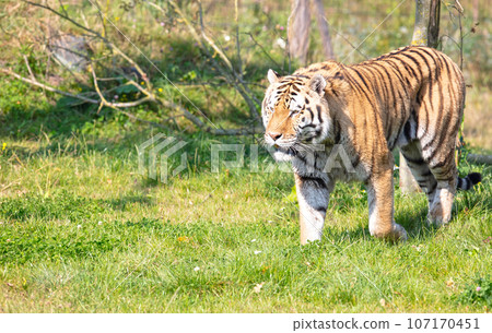 Amour tiger on the green grass Amour tiger on the green grass 107170451