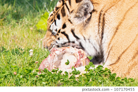 Amour tiger in the grass, eating 107170455