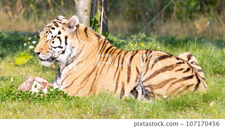 Amour tiger in the grass, eating 107170456