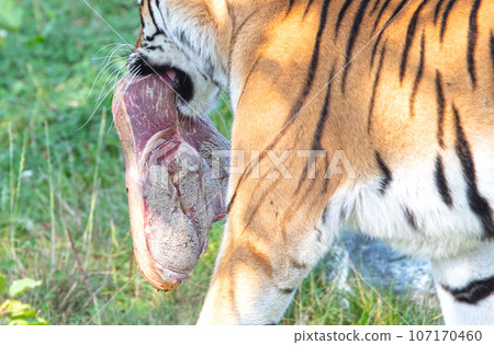 Amour tiger in the grass, eating Amour tiger in the grass, eating 107170460