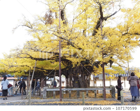 Great Ginkgo Great Ginkgo 107170599