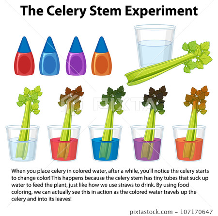 Science Experiment: Celery Stem and Color Analysis 107170647