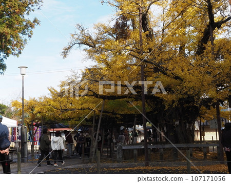 Great Ginkgo Great Ginkgo 107171056