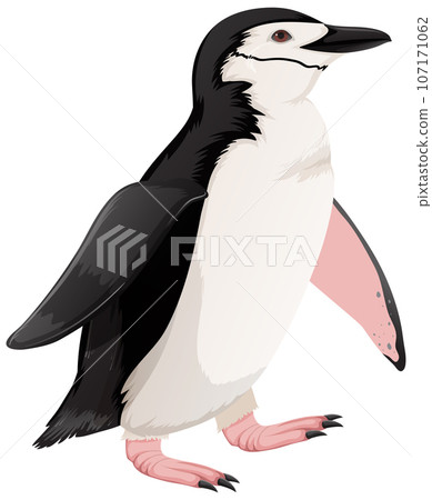 Chinstrap Penguin on White Background Chinstrap Penguin on White Background 107171062