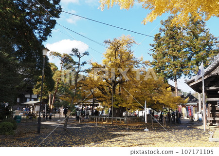 Great Ginkgo Great Ginkgo 107171105