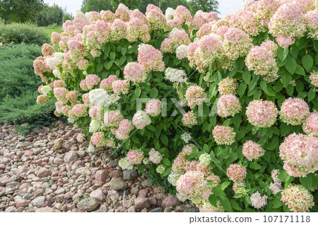 Hydrangea paniculata and conifer. Beautiful Garden path made of natural stones, gravel. Huge landscaping trend. Lawn, shrubbery in the backyard. Scenic of nice landscaped. Walkway. Green home design 107171118